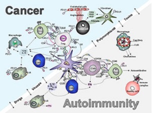Cancer Autoimmunity Diagram