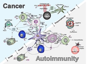 Overview Nih Aacr Cancer Autoimmunity And Immunology - 