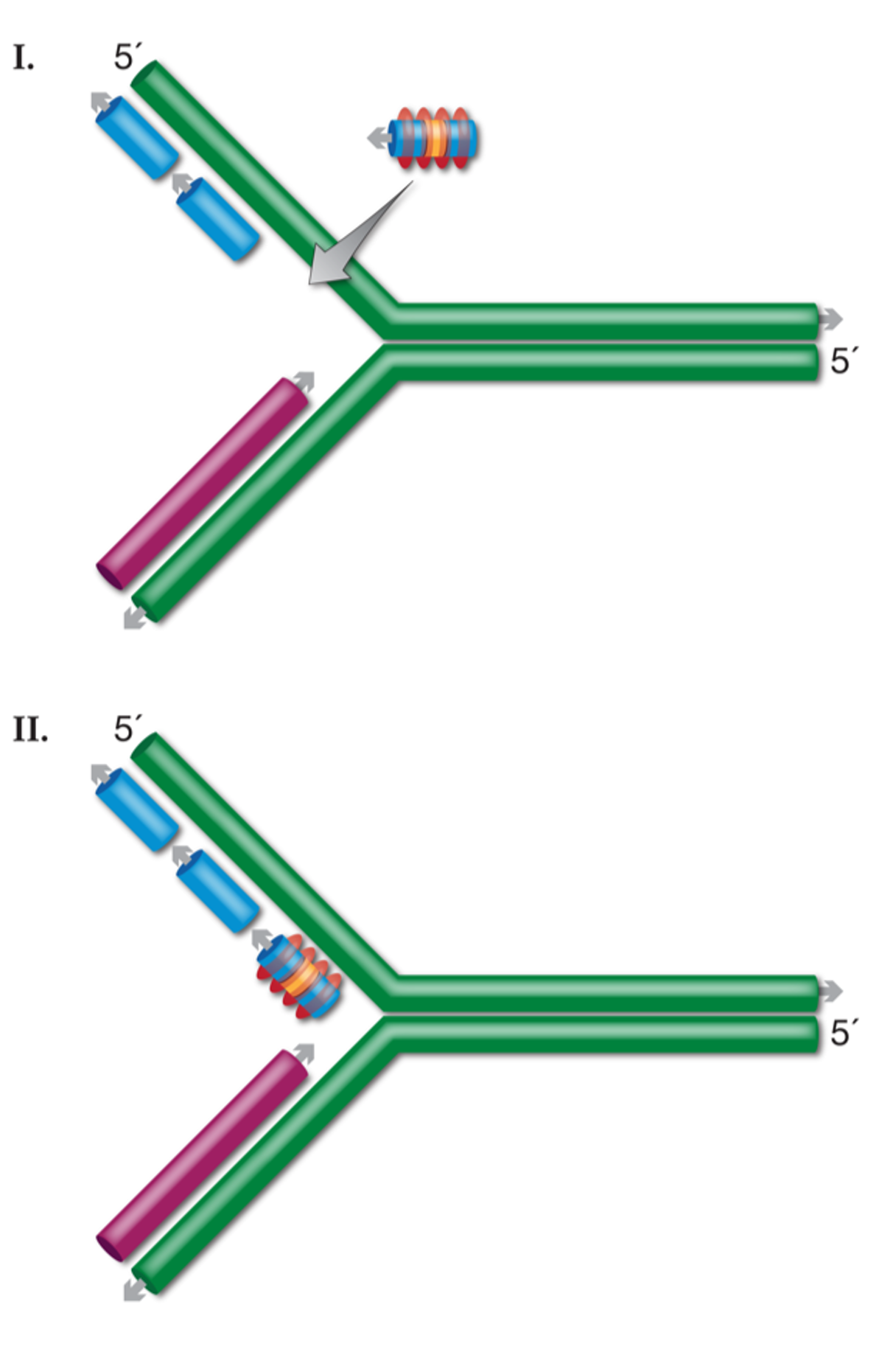 Model for ssDNA recombination.