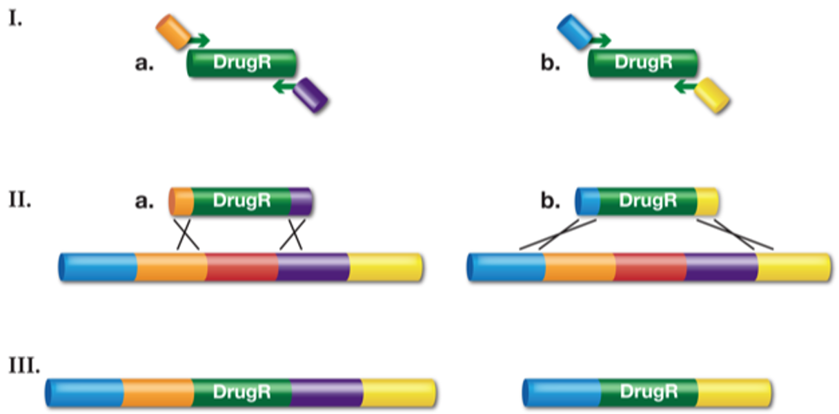dsDNA cassettes encoding a drug-resistance are used to make gene knockouts.