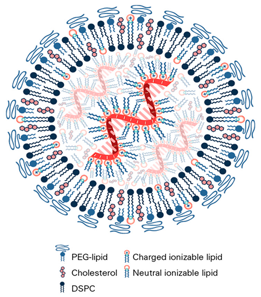 A schematic of a lipid nanoparticle containing mRNA, similar to those used in next-generation vaccines. (Image by Michael D. Buschmann et al., CC BY 4.0)