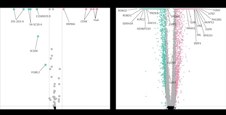 A volcano plot from the study, data from the technology that allowed the team to discover glycans and genes associated with different types of cancer stem cells (green=crypt base columnar stem cells; rose=regenerative stem cells). Image credit: Aneesa Bhakta