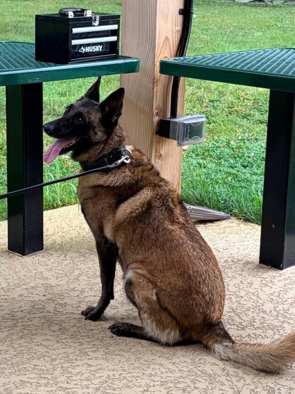 One of the NIH K-9s, who gave an impressive and popular show. Image credit: Karolina Wilk