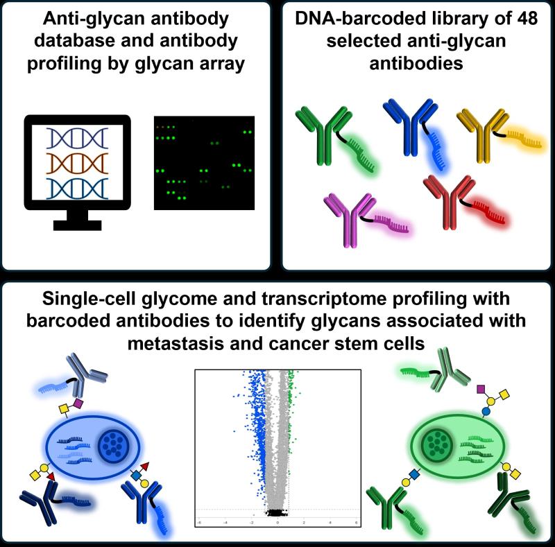 Marglous et al. generated a database of anti-glycan antibody sequences, expressed and characterized a library of 154 antibodies, and generated DNA-barcoded antibodies for single-cell transcriptome and glycome profiling. Glycans associated with cancer stem cells and metastasis were uncovered, demonstrating utility for basic and clinical research. Image credit: Samantha Marglous