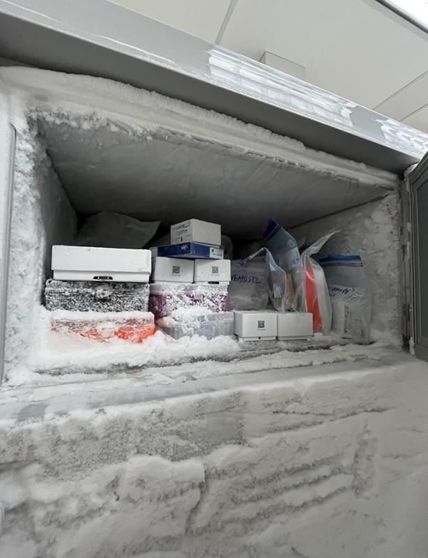 Samples sit in an ultra-low-temperature freezer used by Hsia’s team. Credit: Ru-ching Hsia.