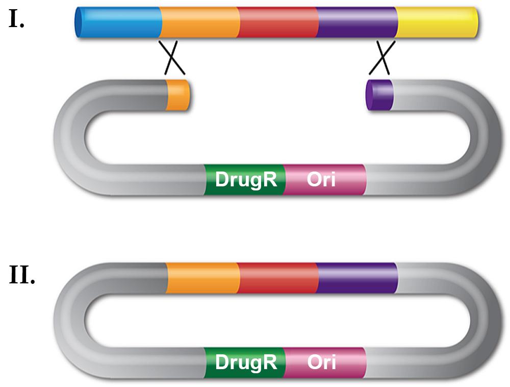 Recombineering with dsDNA can be used for in vivo cloning by gap repair 