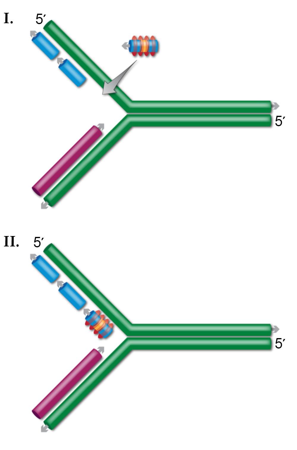 Model for ssDNA recombination